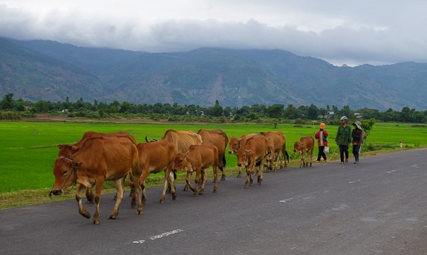 southern vietnam motorcycle adventures